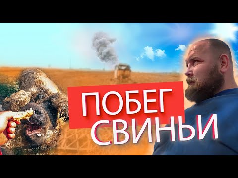 Видео: Квас из берёзового сока в домашних условиях/Побег свиньи Дашки/Pig runaway