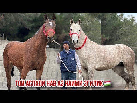Видео: Тойҳои Оригинал Аспт бузи аз Наими Эгилик🇹🇯 арзон +Доставка 🚚14 ноября 2024 г.