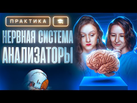 Видео: Нервная система. Анализаторы | ЕГЭ-2025 по биологии