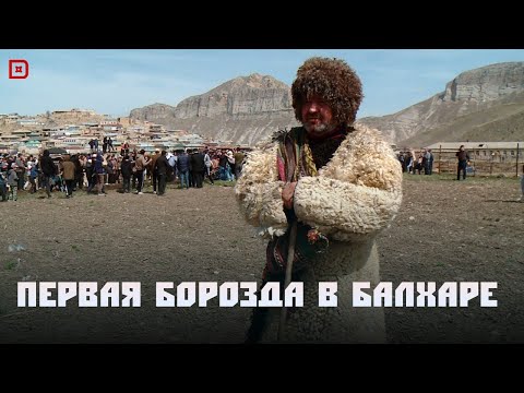 Видео: «Аьрщи ва агьлу». «Праздник первой борозды в селе Балхар»