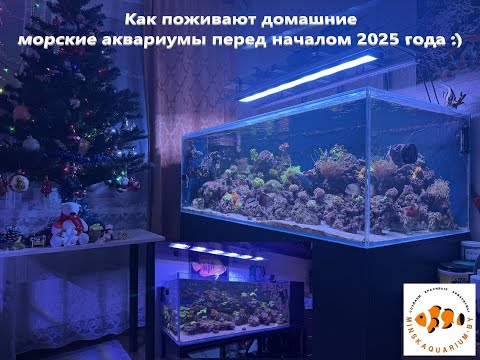 Видео: Мои домашние морские аквариумы