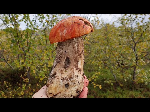 Видео: За грибами на Крайнем севере // сентябрь 2022 // Мурманск (часть 1)