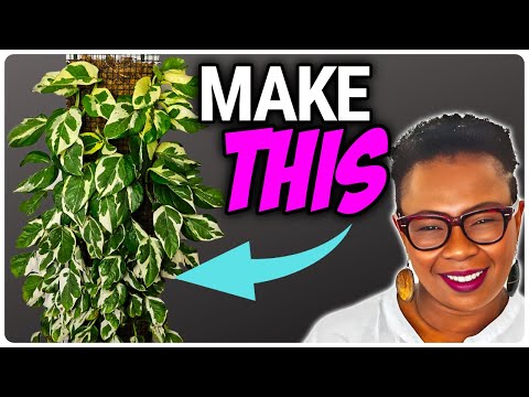 Видео: Как сделать стену из мха POTHOS