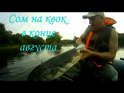 Видео: СОМ НА КВОК В КОНЦЕ АВГУСТА \ На сома с Санычем / #квок  #сом  #сомнаквок\