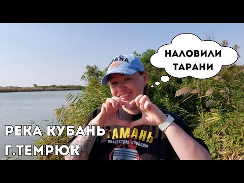 Видео: Рыбалка на реке Кубань / Попали на тарань / Выловила сазана