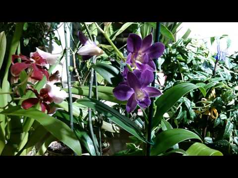 Видео: Дендрофаленопсис .Уход в домашних условиях .