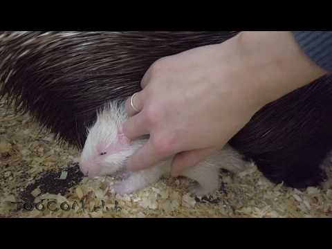 Видео: Рождение белого дикобраза. White porcupine was born.