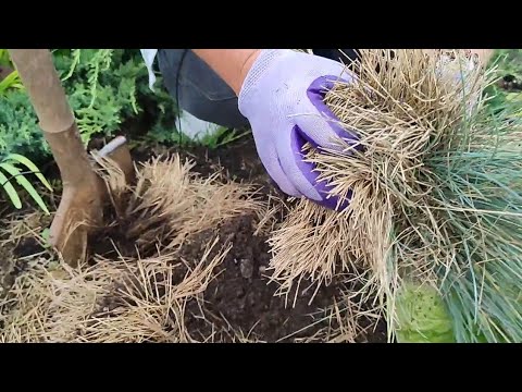 Видео: Ошибки садовника:Овсяница сизая-делим кусты каждые 2года.