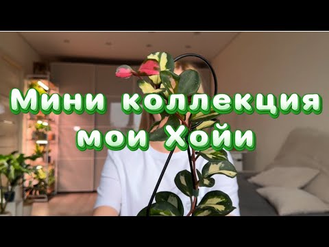 Видео: Хойи, обзор мини коллекции