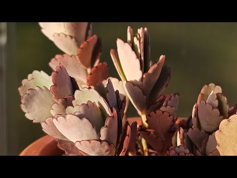 Видео: Каланхоэ Федченко (Kalanchoe fedtschenkoi): описание, уход, размножение