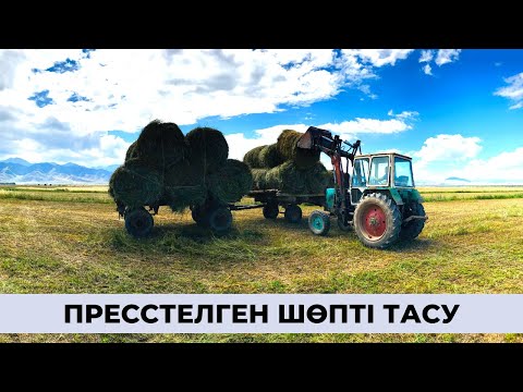Видео: Пресстелген шөпті тасу | Нарынқол ауылы