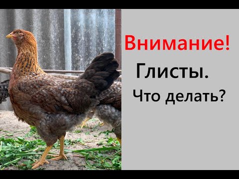 Видео: Как избавится от глистов у кур, индюков и мускусных уток ? Проверенные способы. Мой опыт. Часть 1.