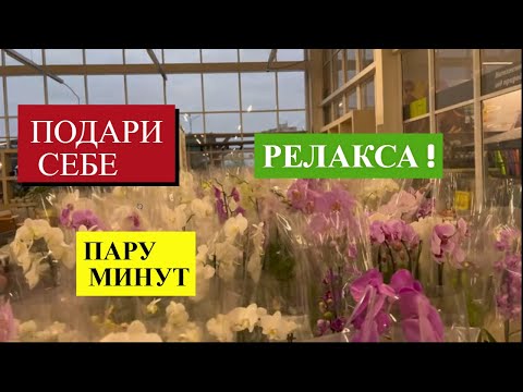 Видео: ОБЗОР ЦВЕТУЩИХ ОРХИДЕЙ В САДОВОМ ЦЕНТРЕ "ЭПИЦЕНТРА"!