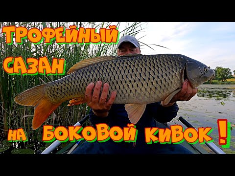 Видео: ВОТ ЭТО ДА ! САЗАНЫ Ломают УДОЧКИ ! Ловля ДИКОГО КАРПА на БОКОВОЙ КИВОК .