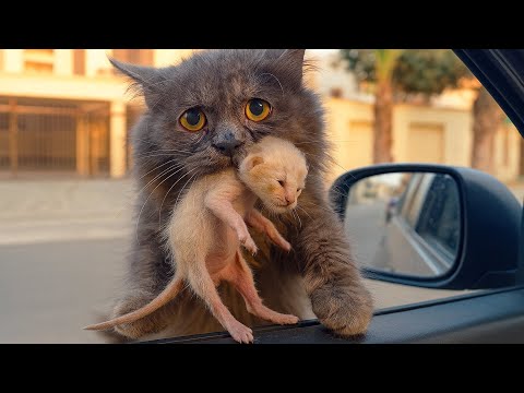 Видео: Бездомная кошка запрыгнула в машину с котёнком в зубах. Когда ветеринар понял почему было уже поздно