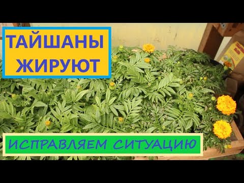 Видео: Бархатцы Тайшаны Жируют. Перевалка и Кардинальная стрижка для замедления роста, подготовка к продаже