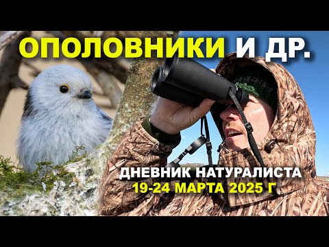 Видео: Ополовники и др. Дневник натуралиста 19-24 марта 2025. д. Денисово