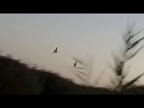 Видео: 4 выход , часть 2 , утрянка по утке