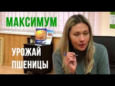 Видео: Как получить максимальный урожай пшеницы | Интервью с Еленой Дудкиной