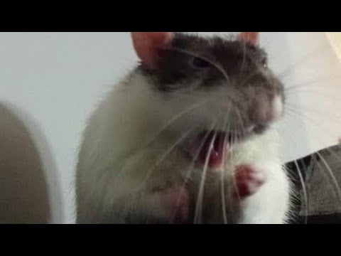 Видео: Ночная атака