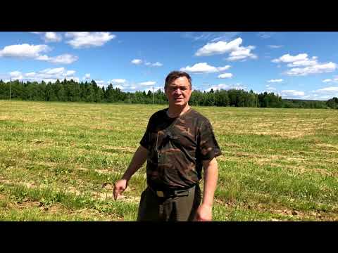 Видео: Натаска собаки на птицу