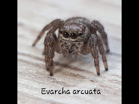 Видео: Паук-скакунчик эварха радужная (Evarcha arcuata). Поведение.