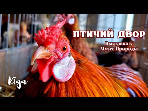 Видео: Выставка кур в латвийском Музее Природы