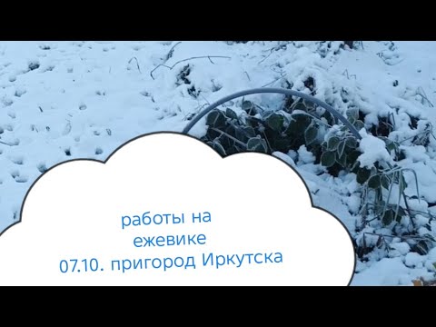 Видео: Начала укрывать ежевику