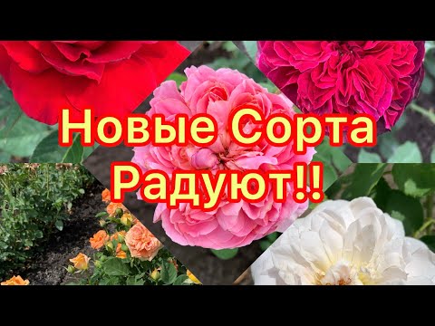 Видео: Новые сорта- Радуют!питомник maryroses.ru