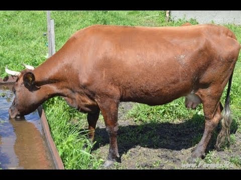 Видео: Выпас молочного КРС Красной степной породы. Фермер Михаил Исаков. Адыгея, г. Майкоп.