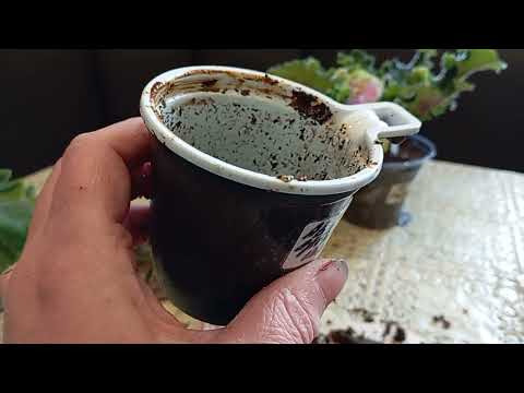 Видео: Пересадка фиалок. Спасаю фиалки. Часть 1