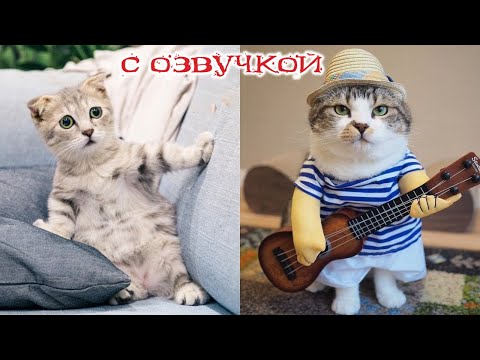 Видео: ПРИКОЛЫ С КОТАМИ! С ОЗВУЧКОЙ! Смешное видео с КОТАМИ И СОБАКАМИ! Самые смешные животные! ДО СЛЁЗ!