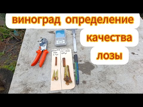 Видео: О виноградной лозе. Как определить работу и развитие куста. Почему виноград плохо плодоносит.