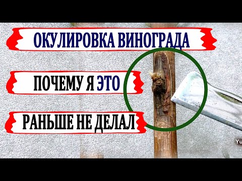 Видео: 🍇 Прививка винограда! Окулировка без пробуждения глазка. Неужели все так просто?