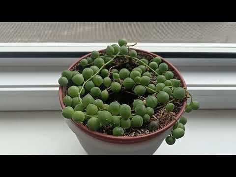 Видео: Излишки Почтой