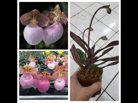 Видео: Приехали Башмаки даже красивее, чем на фото от садовника!)