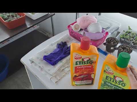 Видео: Про УДОБРЕНИЕ для фиалок, про ПОЛИВ, про налет на грунте.