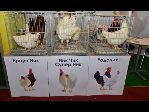 Видео: Птицеводство на выставке Золотая Осень-2013