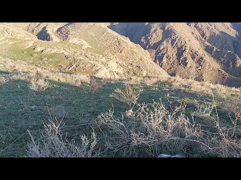 Видео: шикори чемпион каратов