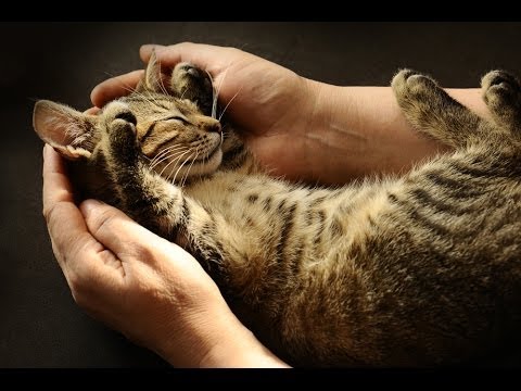 Видео: 5 чувств. Осязание
