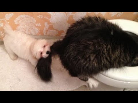 Видео: 😺 Я тебя спасу! 🐶 Смешное видео с собаками, кошками и котятами! 🐱