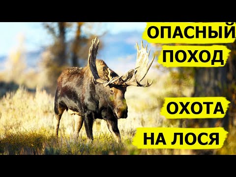 Видео: Охота на лося. Опасный поход. В борьбе за выживание/Dropped (Охотник и рыболов)