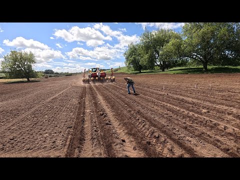 Видео: Наконец-то посадили кукурузу! и сладкую кукурузу.