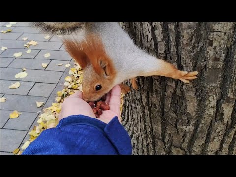 Видео: Утренние заначки белок