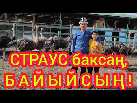 Видео: ТӨӨ КУШТАН чын эле УКМУШ пайда тапса болобу?  |  СТРАУС БИЗНЕС