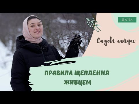 Видео: Правила щеплення живцем. Етапи Підготовки до Щеплення.