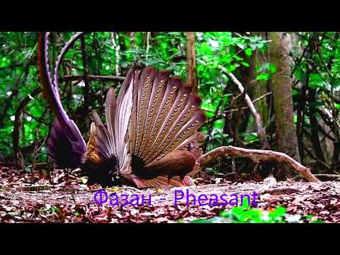 Видео: Птицы