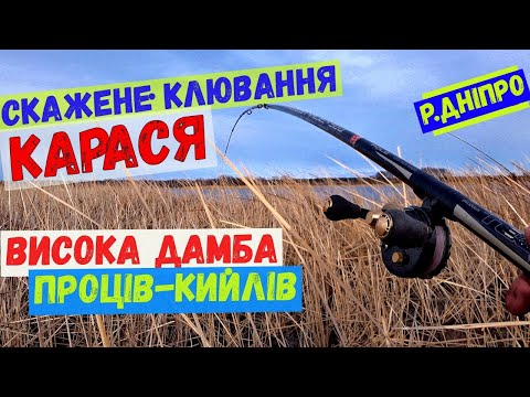 Видео: скажене клювання карася, висока дамба #карась #риболовля #боковой