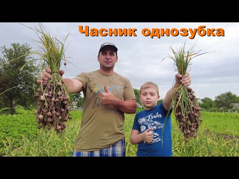 Видео: Копаем чеснок однозубку Любаша