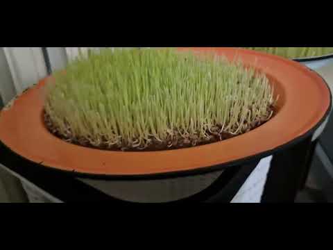 Видео: Гидропоника ның соңғы күні 7 